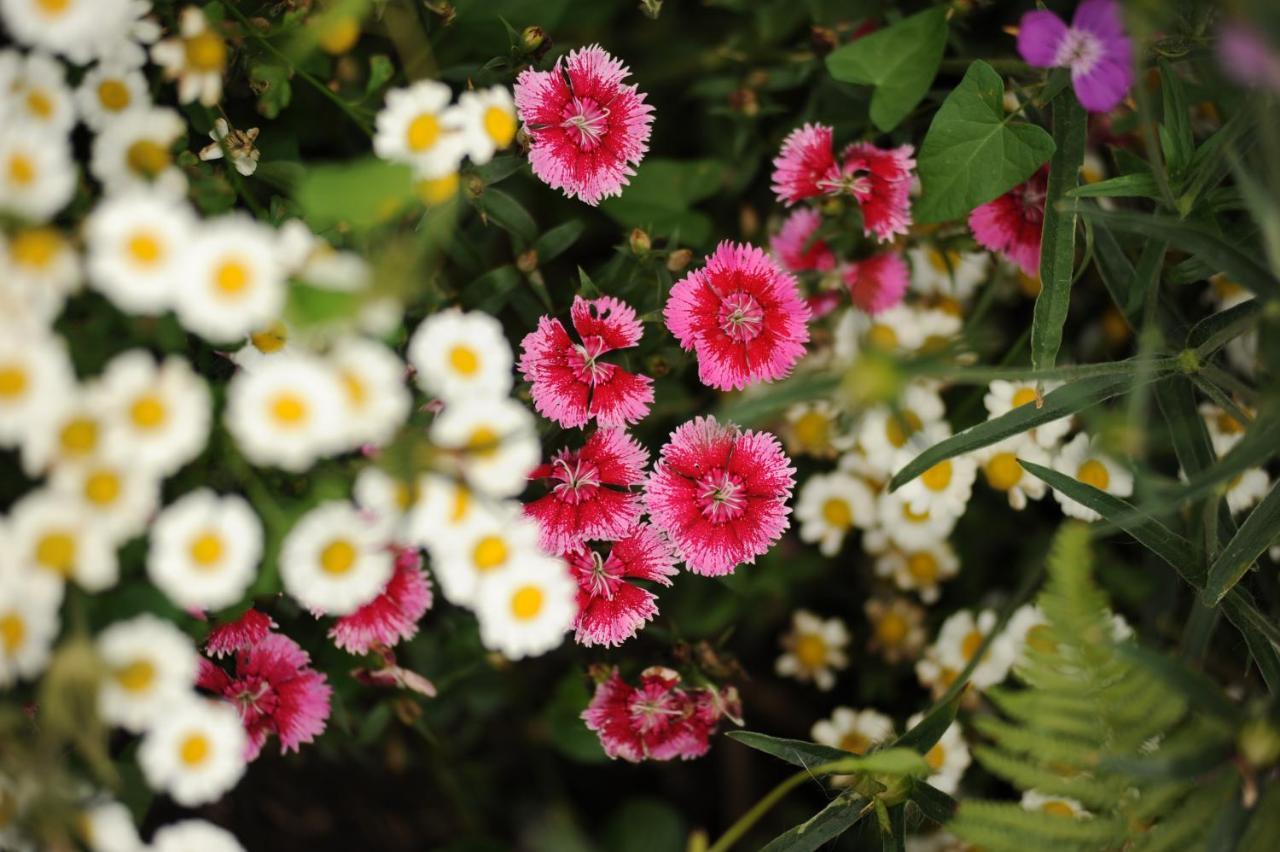 Rose Farm Bed and Breakfast Honiton Buitenkant foto
