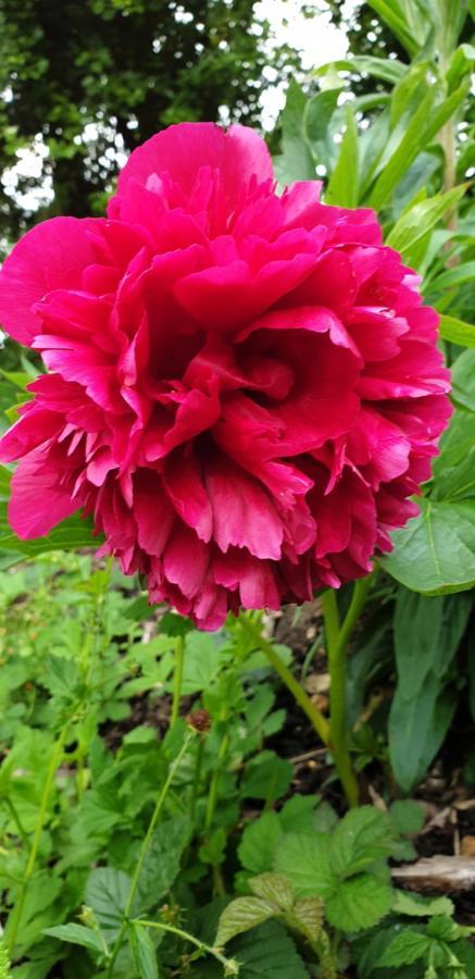 Rose Farm Bed and Breakfast Honiton Buitenkant foto