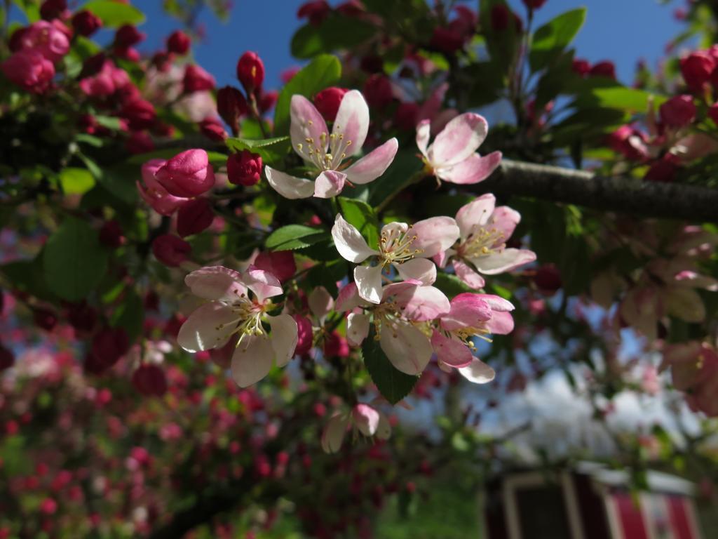 Rose Farm Bed and Breakfast Honiton Buitenkant foto