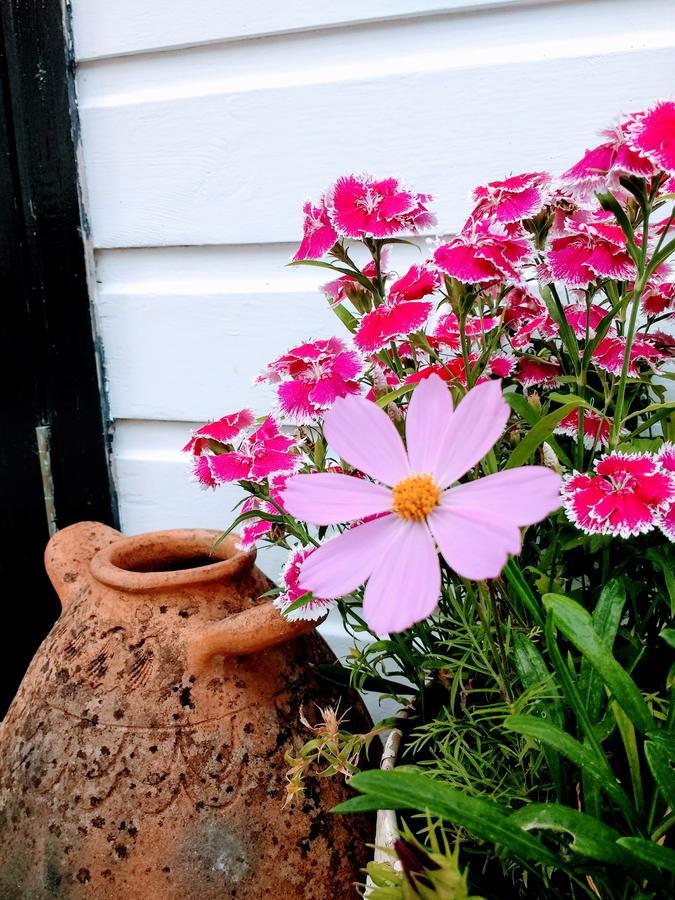Rose Farm Bed and Breakfast Honiton Buitenkant foto